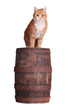 Foto: cat on wooden barrel cat on wooden barrel