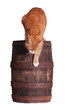 Foto: cat and wooden barrel cat and wooden barrel