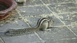 Chipmunks eating grain.