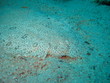 Photo: flunder flunder