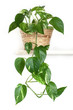 Isolated green plant