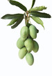 Group of green mangoes on isolated white background
