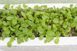 Fresh Chinese kale vegetable in organic vegetable bed