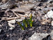 snowdrop with flower