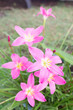 pink rain lily flower, zephyranthes flower