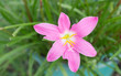 pink rain lily flower, zephyranthes flower
