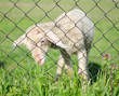 Cute lamb behind wire fence