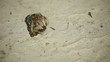 Hermit crab in his shell.