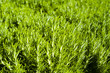 Green rosemary texture