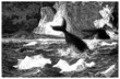 Whale - Baleine Arctique - Wahlfisch