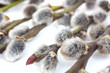 catkins