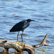 black egret,river Chobe,Botswana