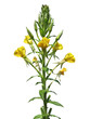 Photo: Evening primrose (Oenothera biennis) Evening primrose (Oenothera biennis)