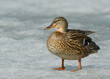 Mallard on the ice