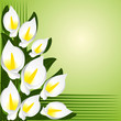 Flower border with calla lilies