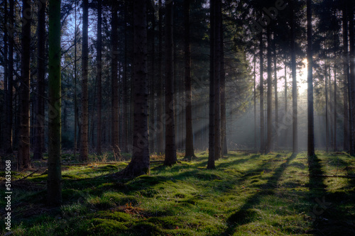 Photo: Sunrise in a pine forest Sunrise in a pine forest