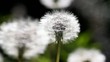 Video: rain drops over dandelion field close up rain drops over dandelion field close up