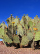 Photo: Arizona Nopal Cactus Arizona Nopal Cactus