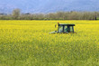 tractor inside yellow canola field