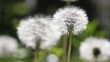 Video: rain drops over dandelion field close up rain drops over dandelion field close up