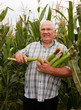 Photo: man in corn field man in corn field