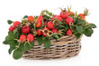 Photo: Rose Hip Fruit Rose Hip Fruit