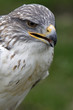 Königsrauhfussbussard