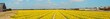 Panorama of field of yellow daffodils with blue cloudy sky. The