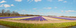 Panorama of field of purple and white hyacinths with blue cloudy