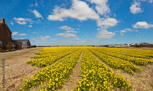 Photo: Panorama of field of yellow daffodils with blue cloudy sky. The Panorama of field of yellow daffodils with blue cloudy sky. The