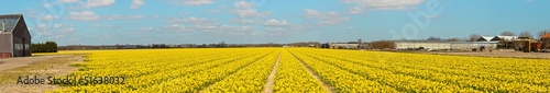 Photo: Panorama of field of yellow daffodils with blue cloudy sky. The Panorama of field of yellow daffodils with blue cloudy sky. The