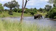 Elefant überquert einen Fluss in Afrika