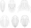 Vector: Trilobite Trilobite