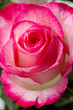 Beautiful pink rosesbud