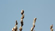 pussy-willow 