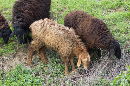 Photo: sheep grazing in a pasture sheep grazing in a pasture