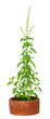 Medicinal holy basil or tulsi plant