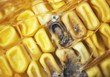 rotten corn