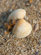 Shell on the beach, macro