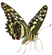 papillon