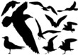 Seagulls in flight