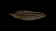 Small feather isolated