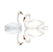 Photo: Two swans Two swans