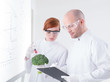 researchers injecting broccoli