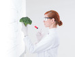 scientist injecting a broccoli
