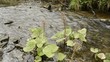 Blühende Pestwurz am Bach
