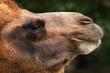 Kamel Close-up
