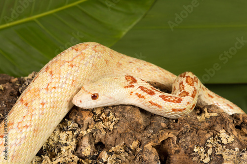 Photo: Albino bullsnake Albino bullsnake