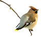 Bird Bohemian Waxwing (Bombyci...