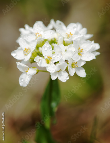 Photo: Small white dewy flowers Small white dewy flowers